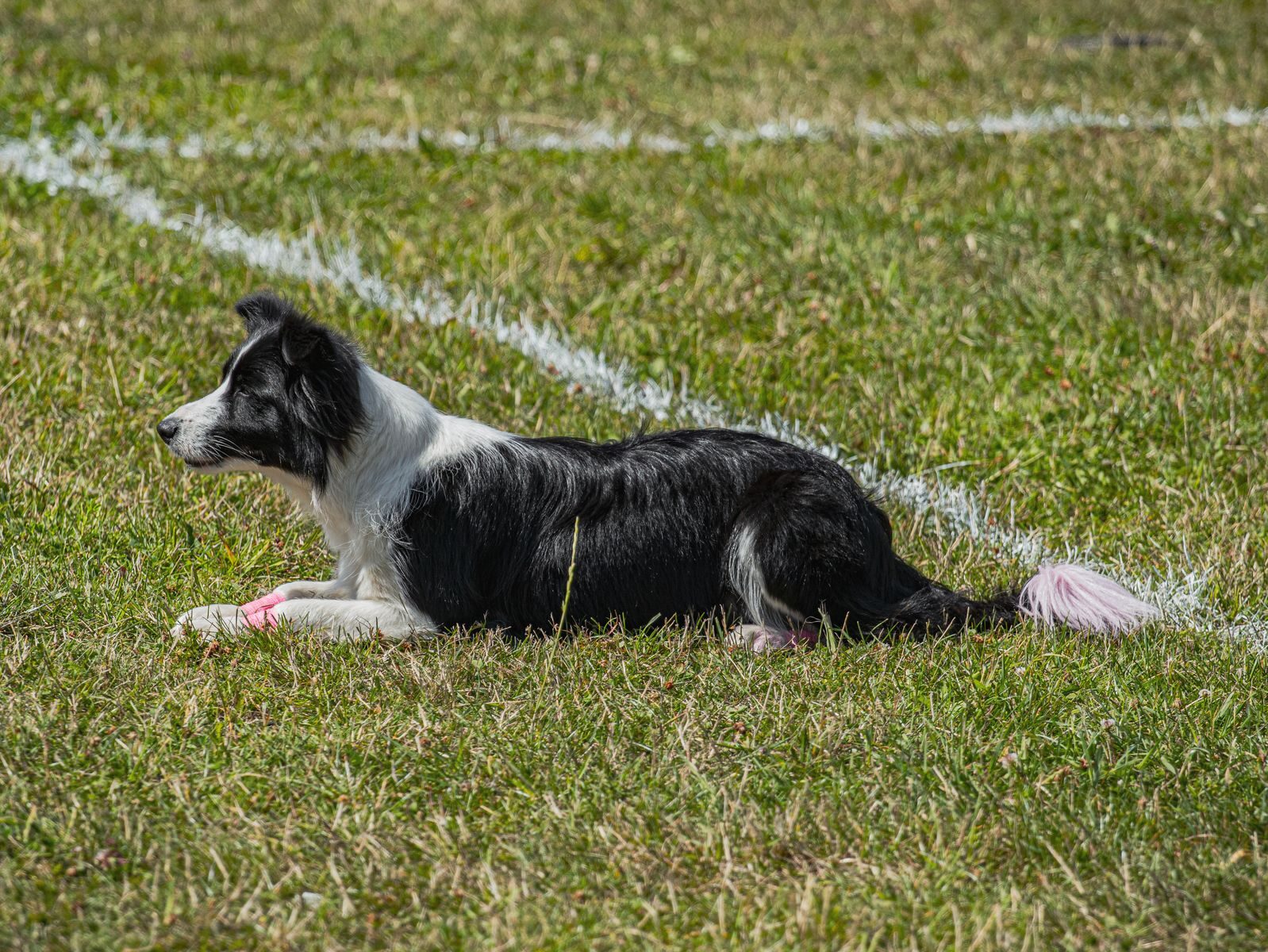 dog agility training in arlington