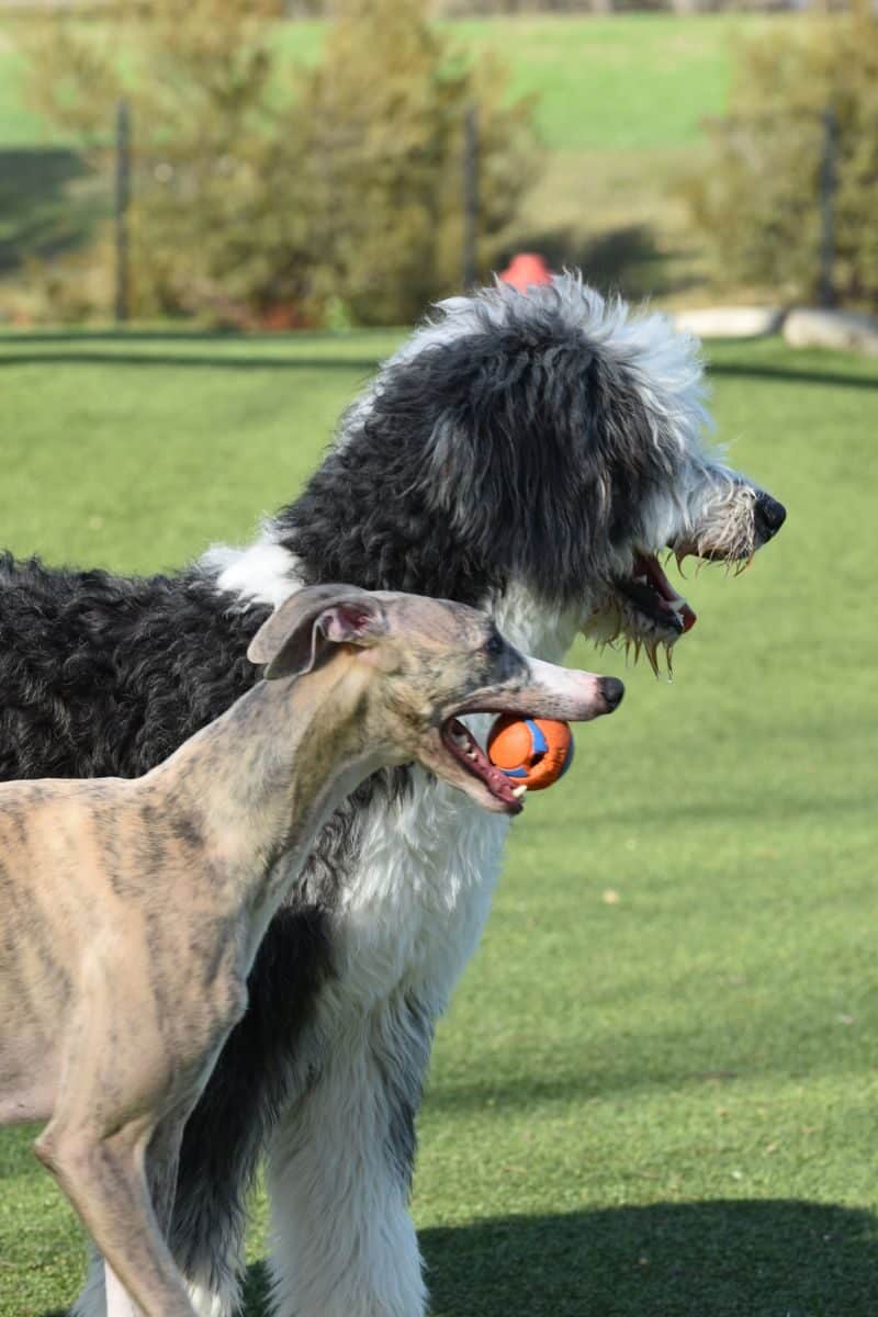 Two playful dogs, a greyhound and an Old English Sheepdog, enjoy a sunny day with a ball.