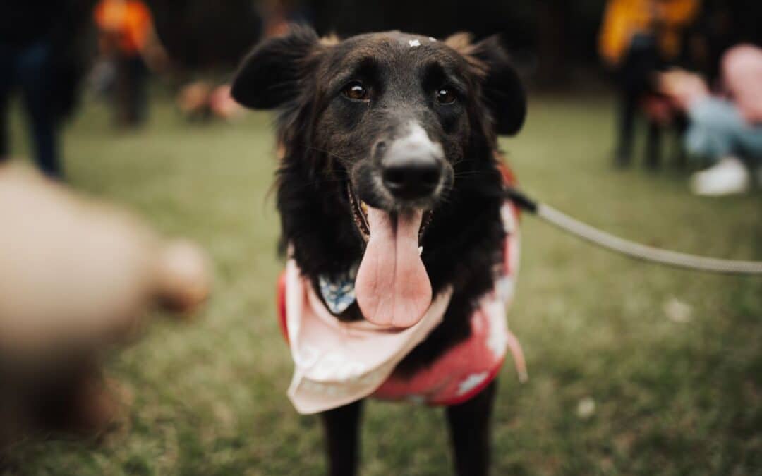 Dog Walkers in Alexandria for Busy Pet Parents