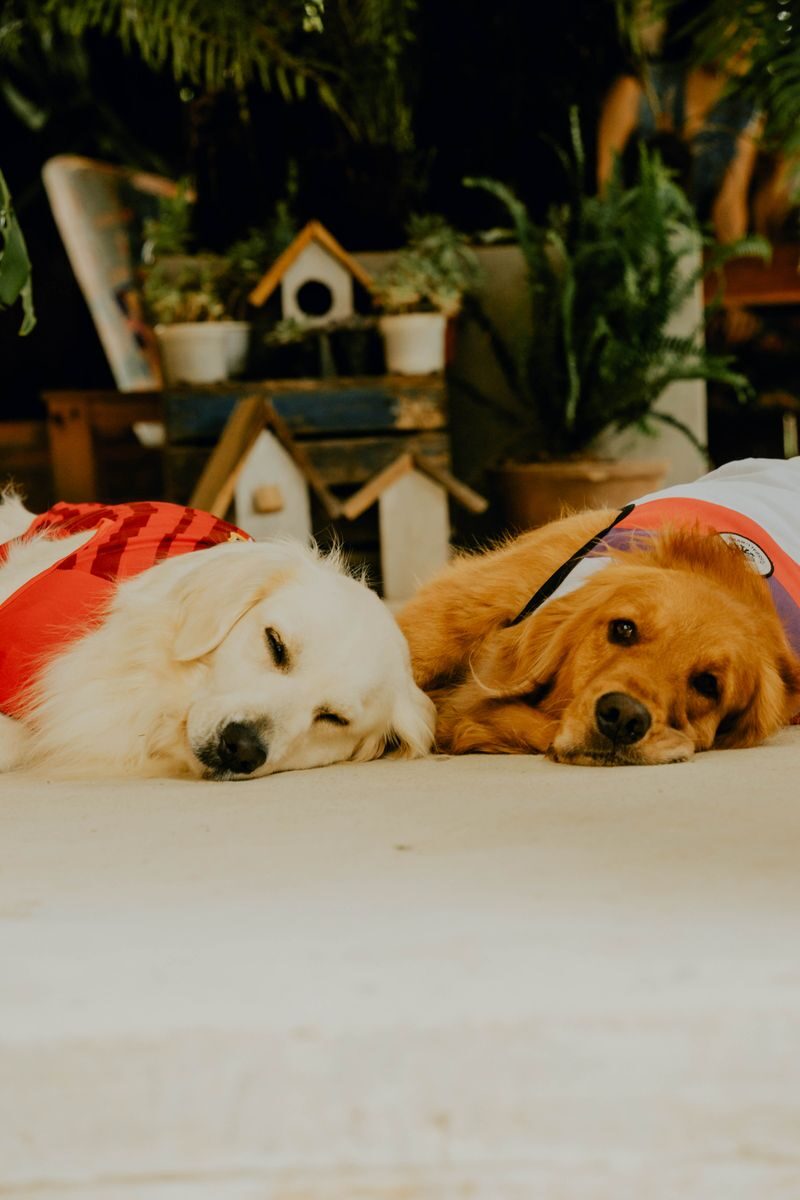 Two adorable retrievers relaxing indoors, showcasing their peaceful and loving nature.