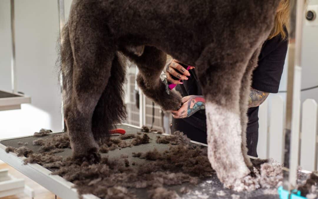 Mobile Dog Grooming Vs. Traditional Grooming In Northern Virginia: Why Coming To Canine Cardio On The Dog Bus Is A Better Option