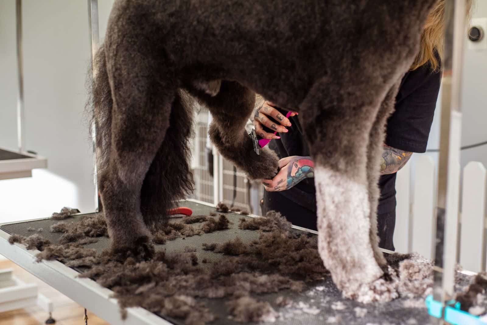 mobile dog grooming