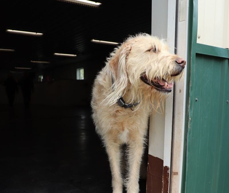 The Ultimate Guide to Overnight Dog Boarding in Arlington, Virginia: Canine Cardio Review