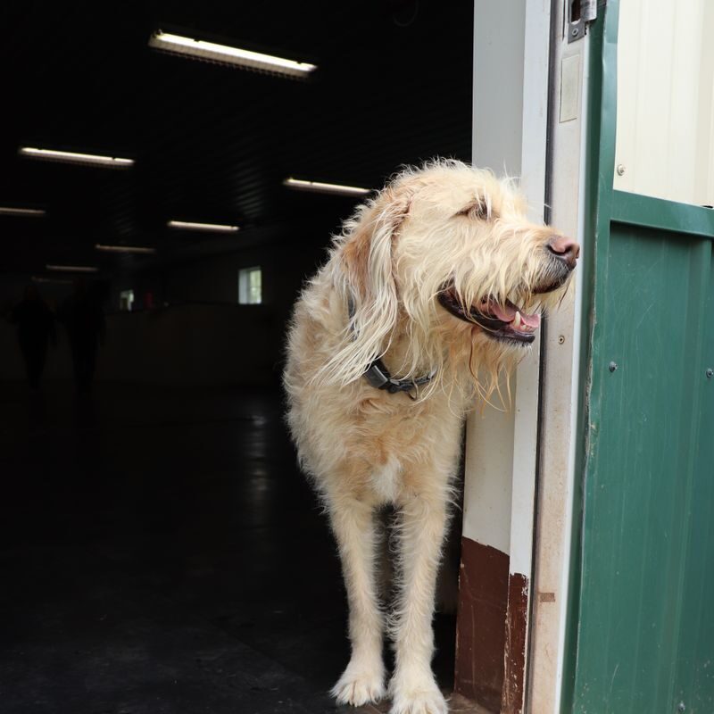 overnight dog boarding in arlington