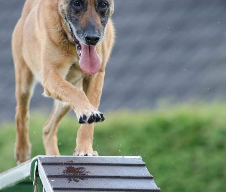 Is A Dog Gym Right For Your Dog? A Northern Virginia Pet Parent’s Guide