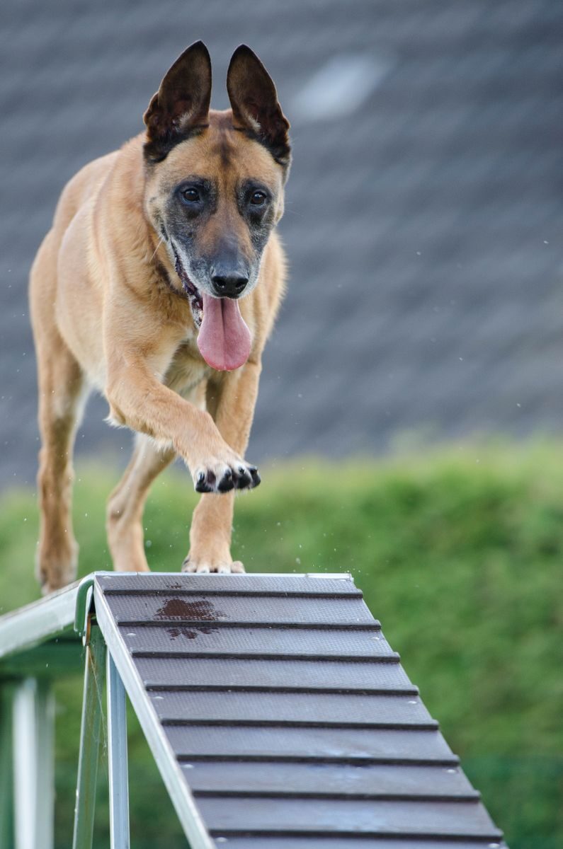 dog gym