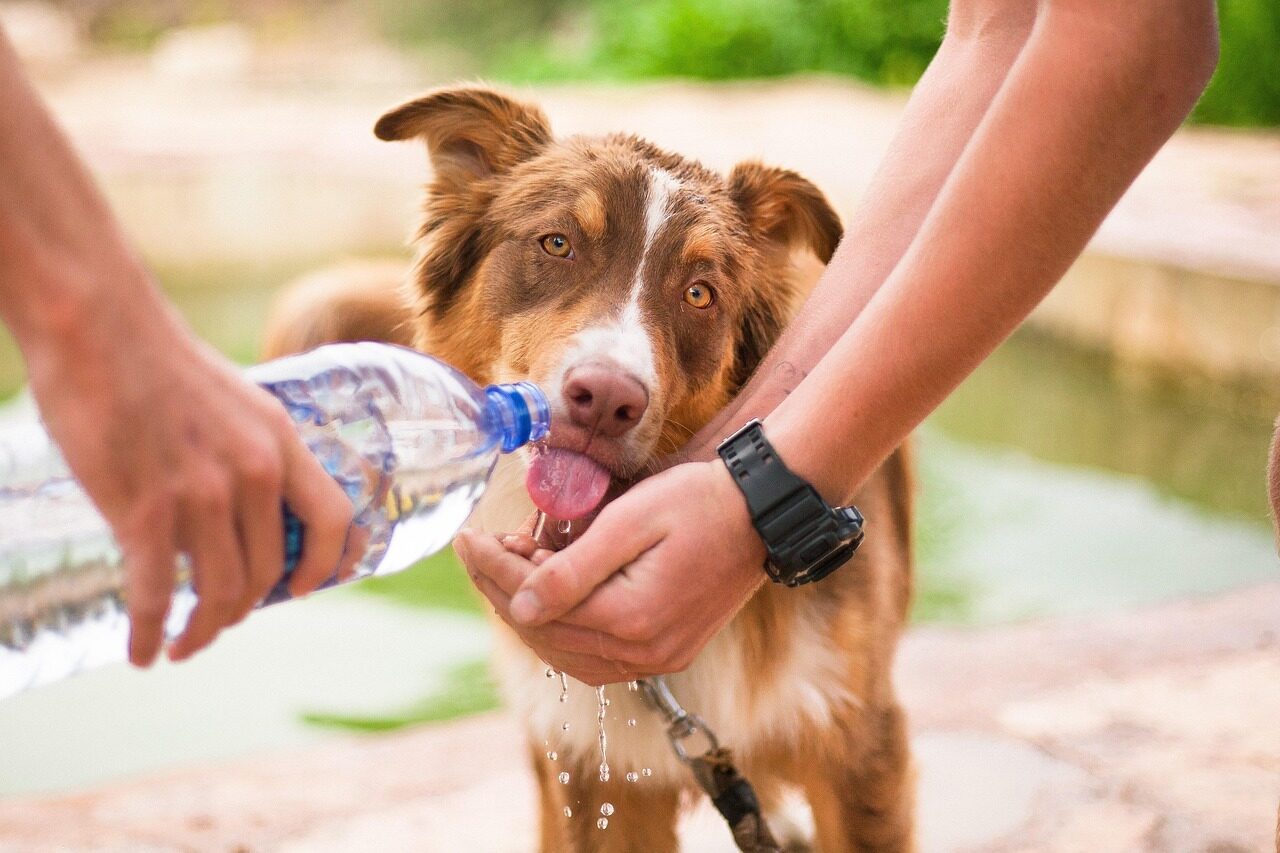 dog, helping dog, thirsty dog, animal, help, nature, pet, domestic, friendship, person, care, puppy, cute, canine, assistance, rescue, female, woman, hand, eye, support, professional, sight, guide, assisting, helper, human, lead, safety, helping, water, labrador, work, aid, city, worker, man, young, skills, see, handler, leash, retriever, male