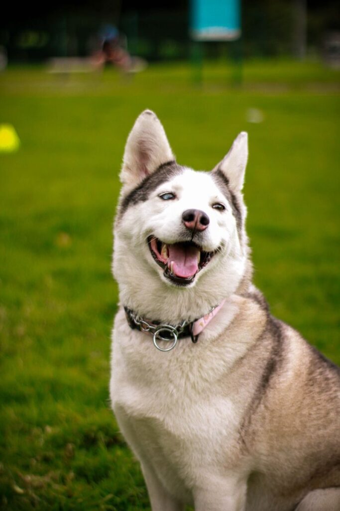 how much is doggy daycare