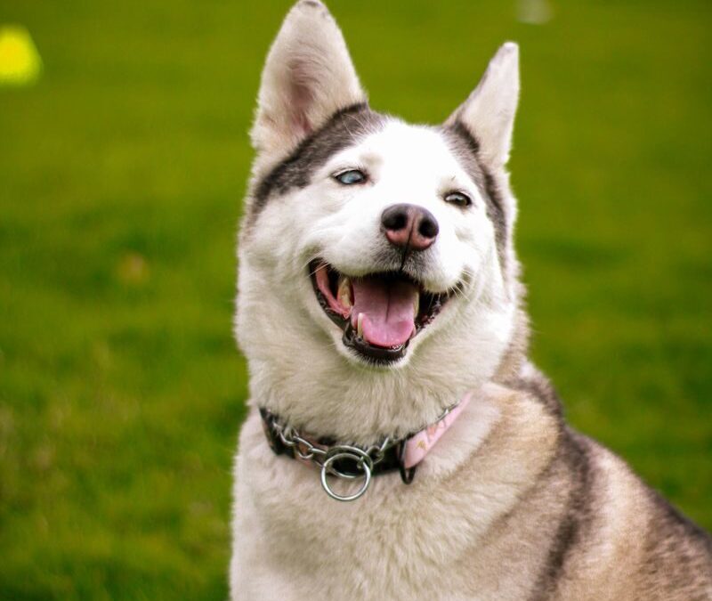 How Much Is Doggy Daycare? Pricing Factors for Northern Virginia Dog Owners