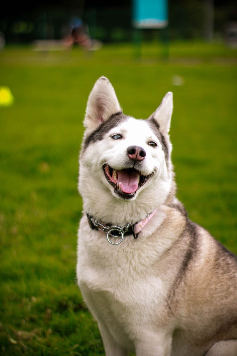 how much is doggy daycare