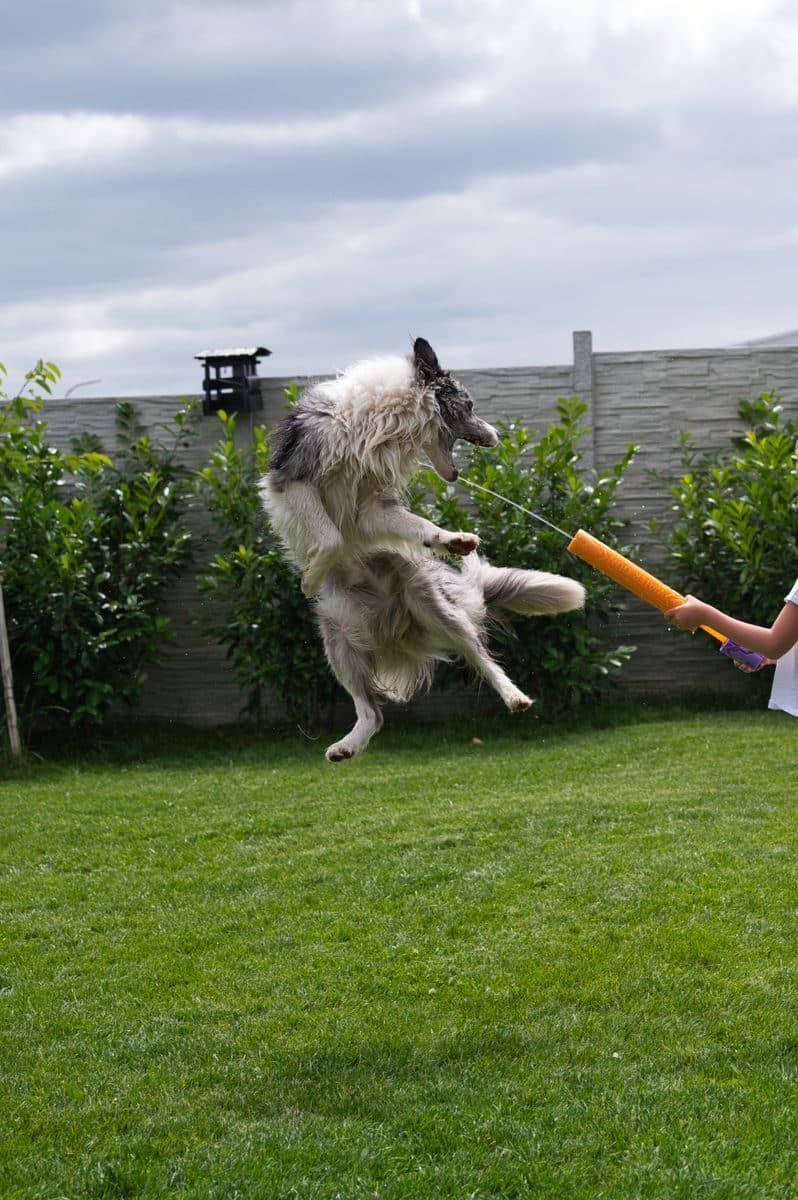 A lively Border Collie leaps joyfully in a grassy backyard, showcasing playful energy.
