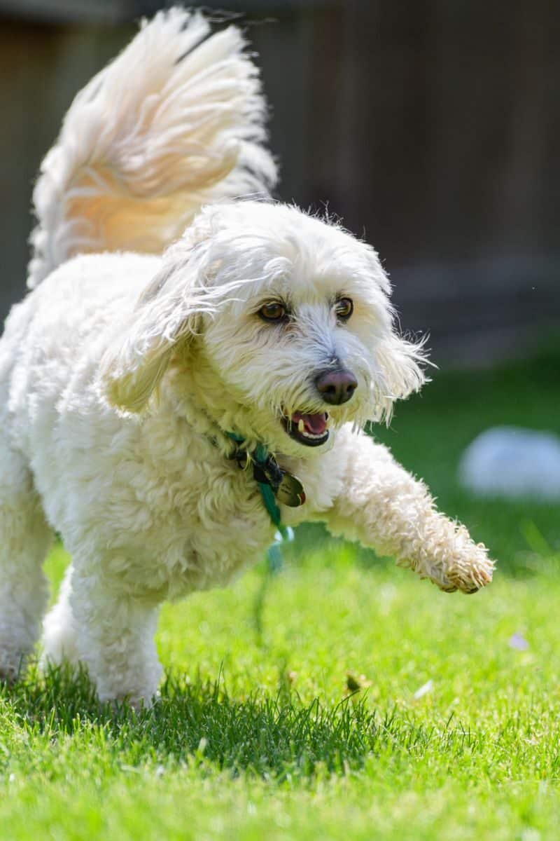 Cute white dog energetically playing on a sunlit green lawn. Capture the joy of a carefree moment.