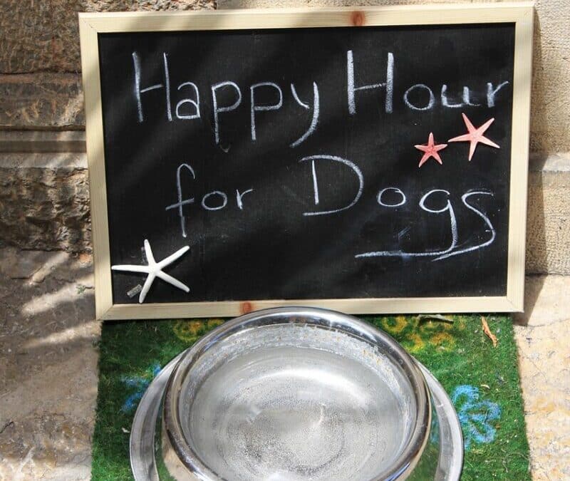 Dog Boarding in Arlington: What Pet Parents Should Know Before Booking