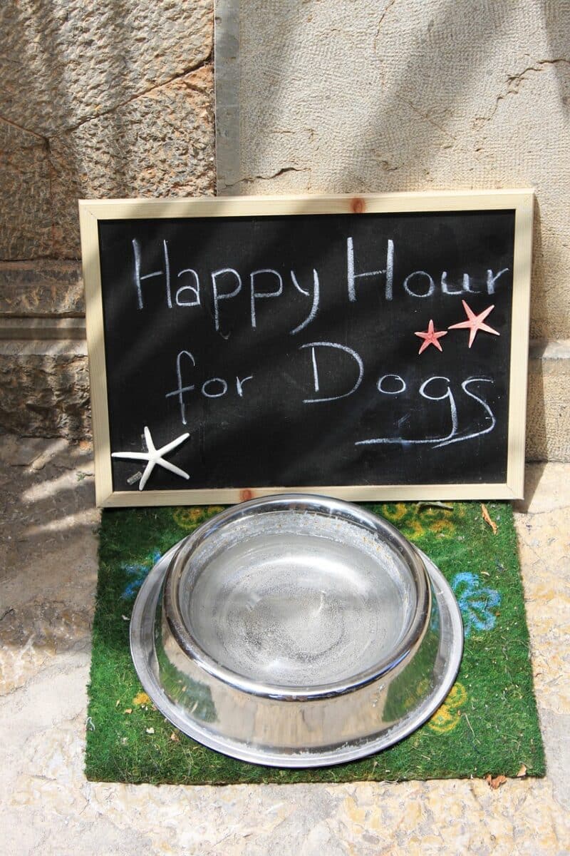 dog boarding in arlington