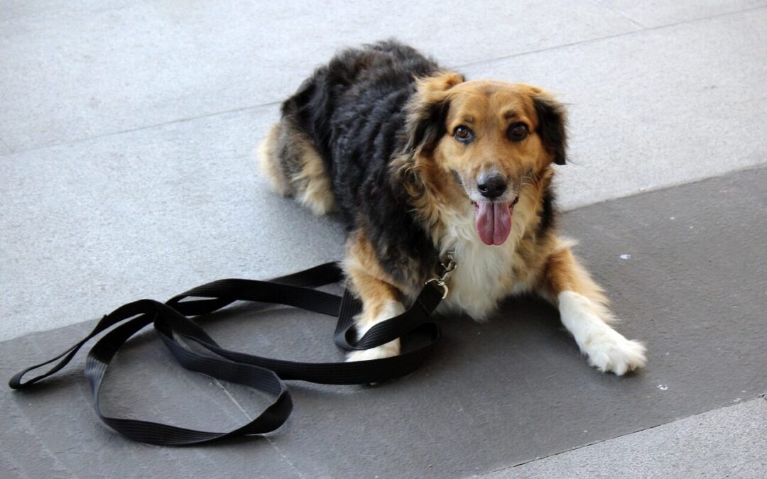 Private Dog Trainer In Arlington: Is One-On-One Training Right For Your Dog?
