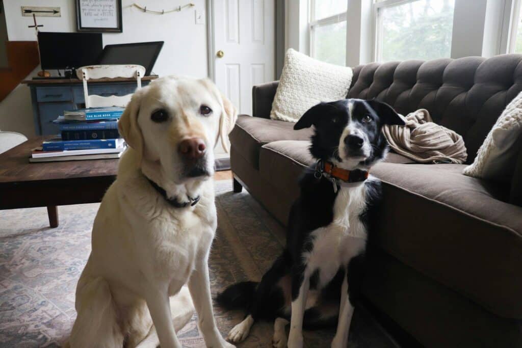 Two dogs sit patiently, side-by-side.