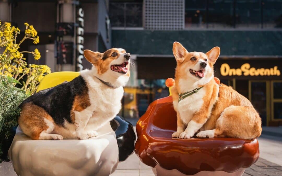 Dog Friendly Restaurants In Virginia For Active Dogs And Social Pups