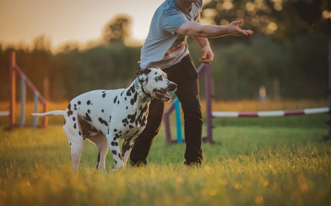 How A Dog Trainer In Alexandria Can Help Build Confidence