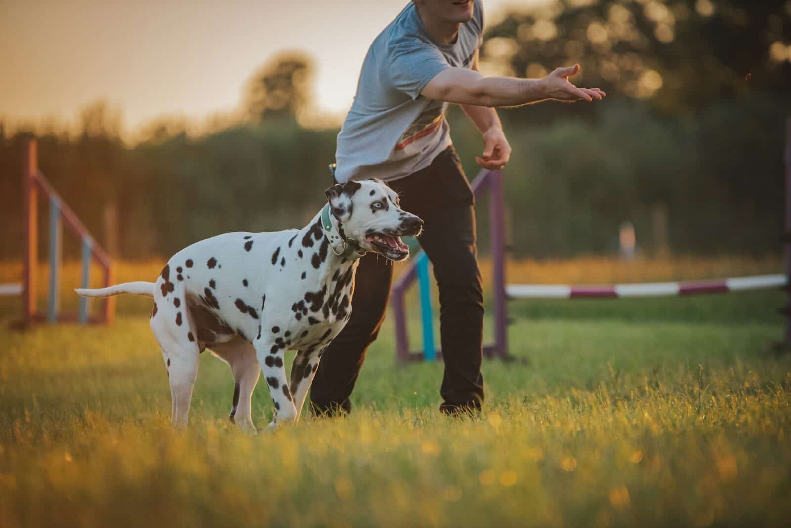dog trainer in alexandria