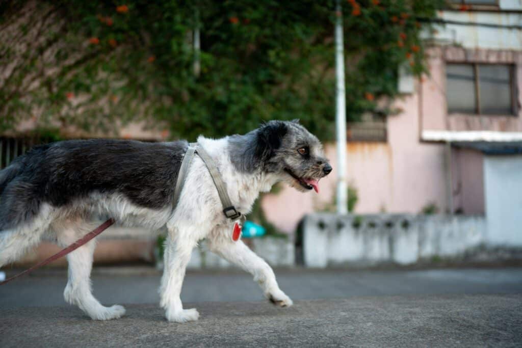 A scruffy dog walks on a paved path