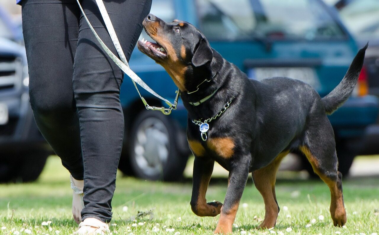 dog school, dog training, rottweiler, dog training, dog training, dog training, dog training, dog training, rottweiler