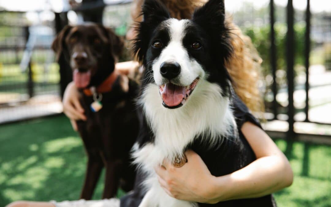 A Day in the Life: What to Expect from Dog Daycare at Canine Cardio, Arlington, VA