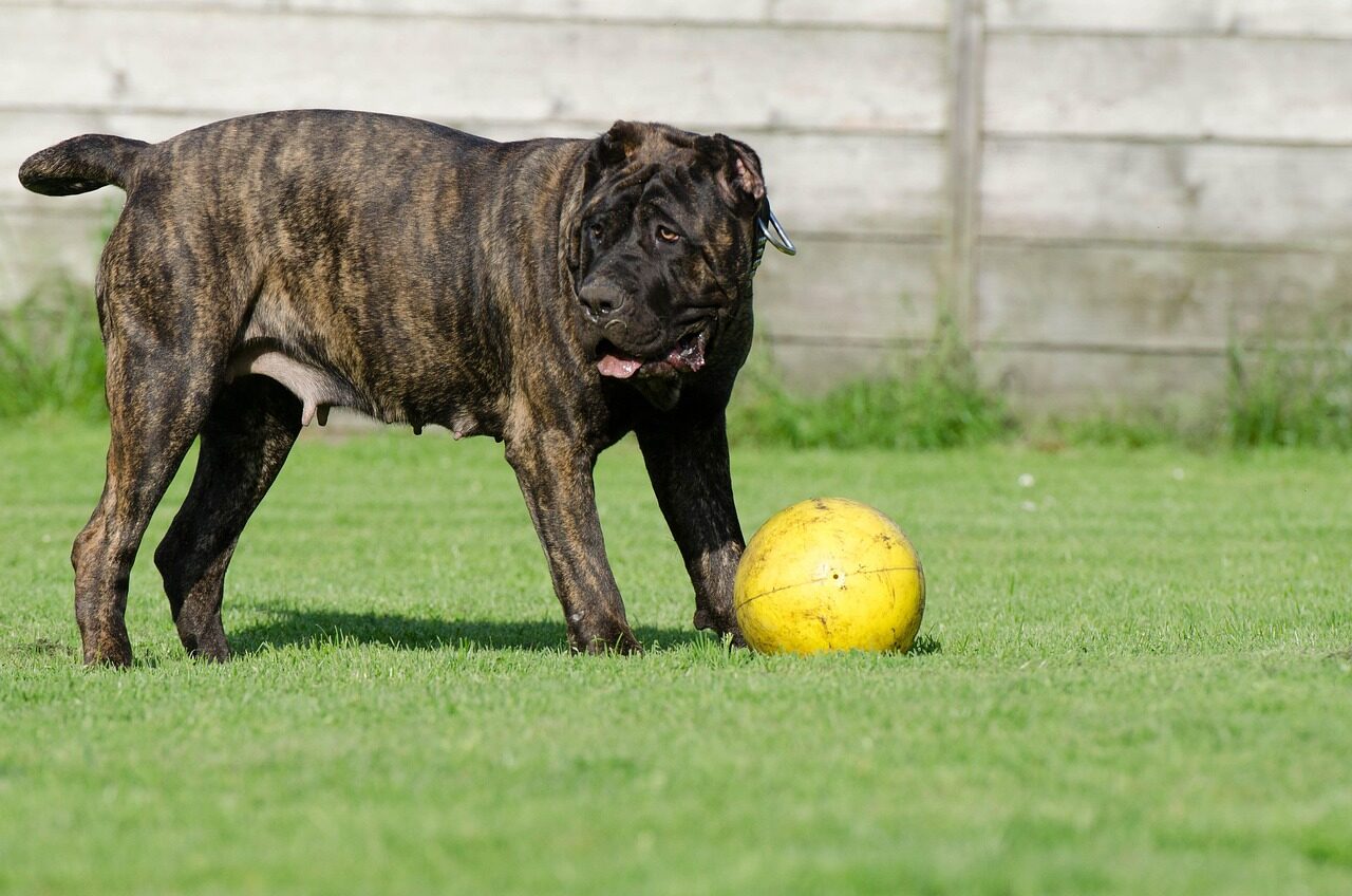 dog boarding
