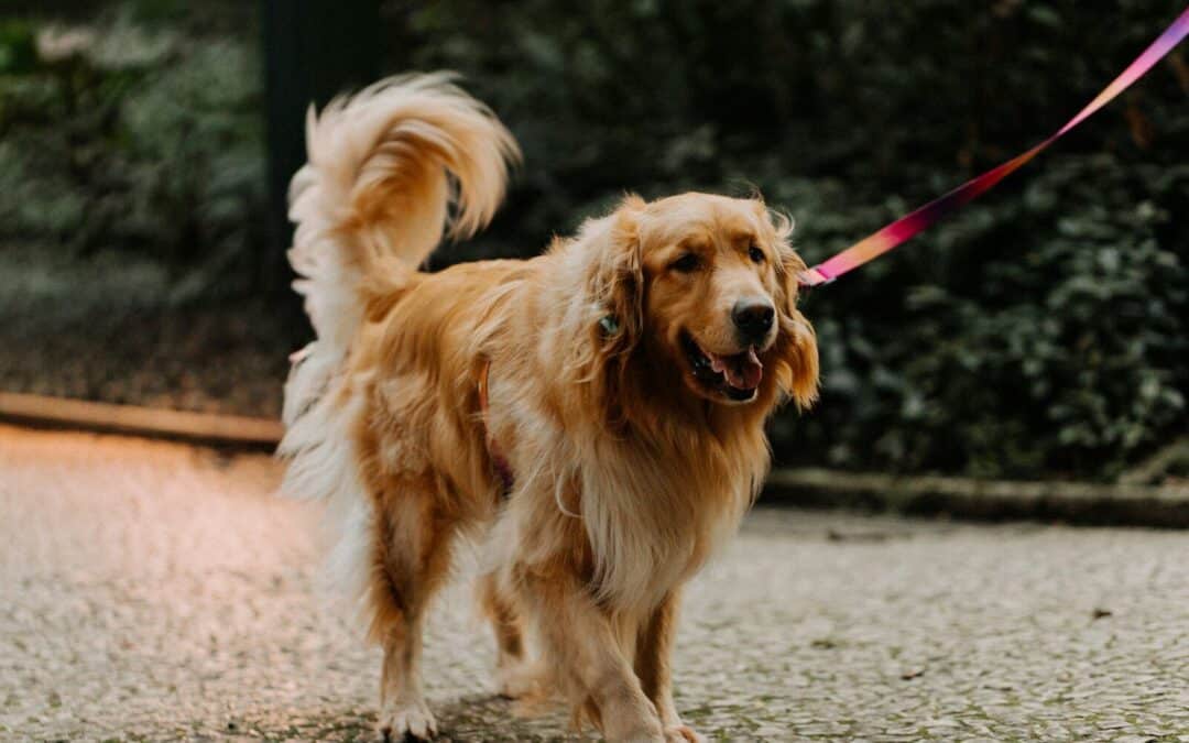Dog Walkers in Alexandria for Busy Pet Parents