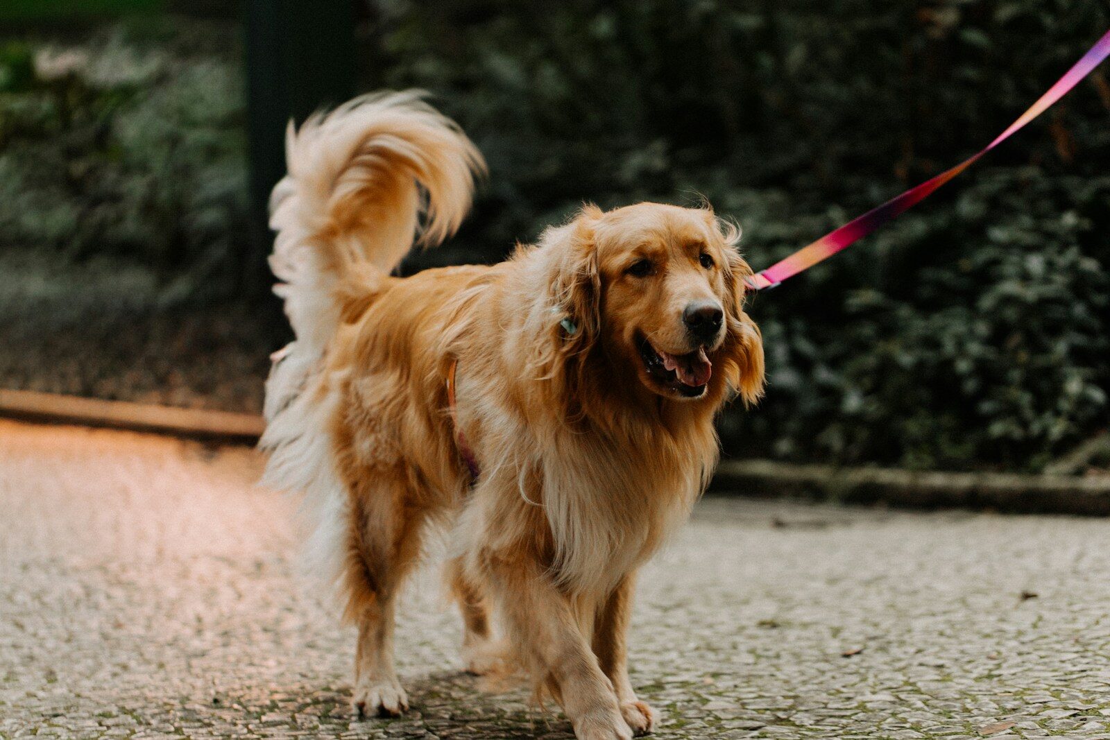 Dog Walkers In Alexandria For Busy Pet Parents