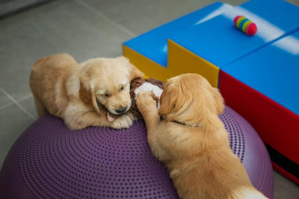 golden retriever puppy lying on black and white polka dot textile