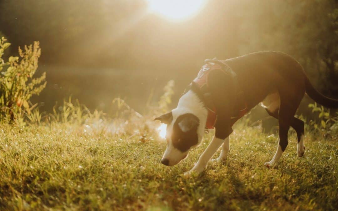 How Far Can Dogs Smell? A DMV Dog Owner’s Guide To Sniffing And Enrichment