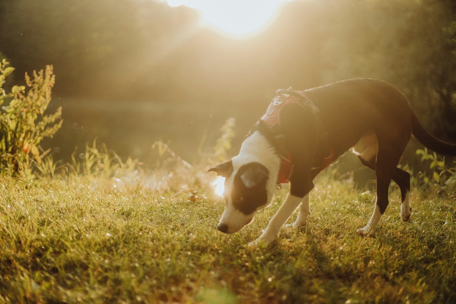 How Far Can Dogs Smell? A DMV Dog Owner’s Guide To Sniffing And Enrichment