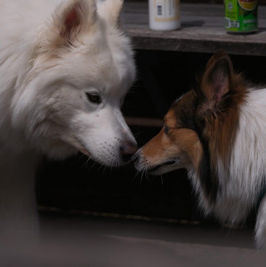 dog daycare near alexandria