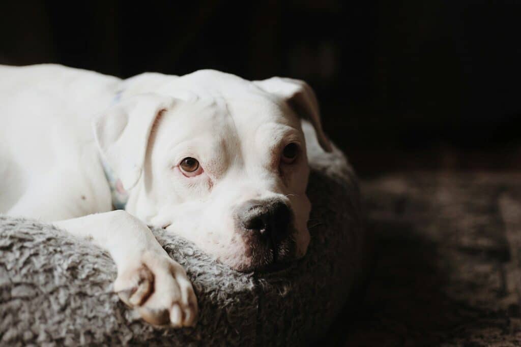 A white dog rests on a soft bed.