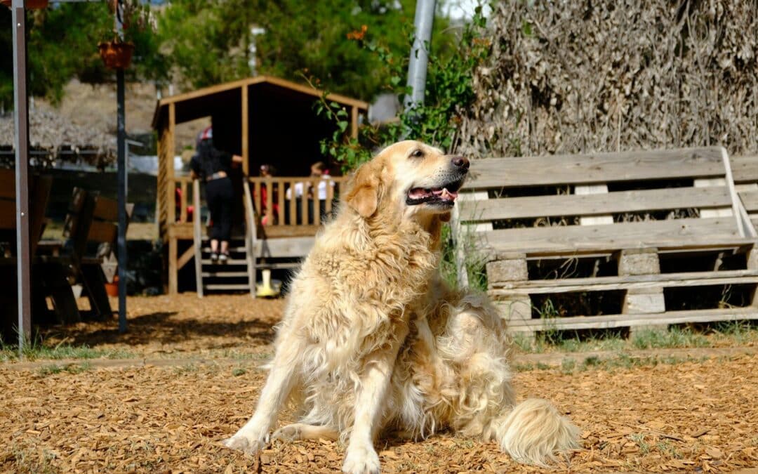 What Is Dog Boarding Like For Dogs In Northern Virginia?