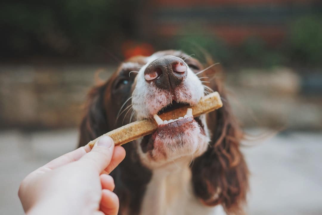 Bully Sticks, Jerky Treats, and Natural Chews: Rewards That Satisfy a Dog's Need to Chew