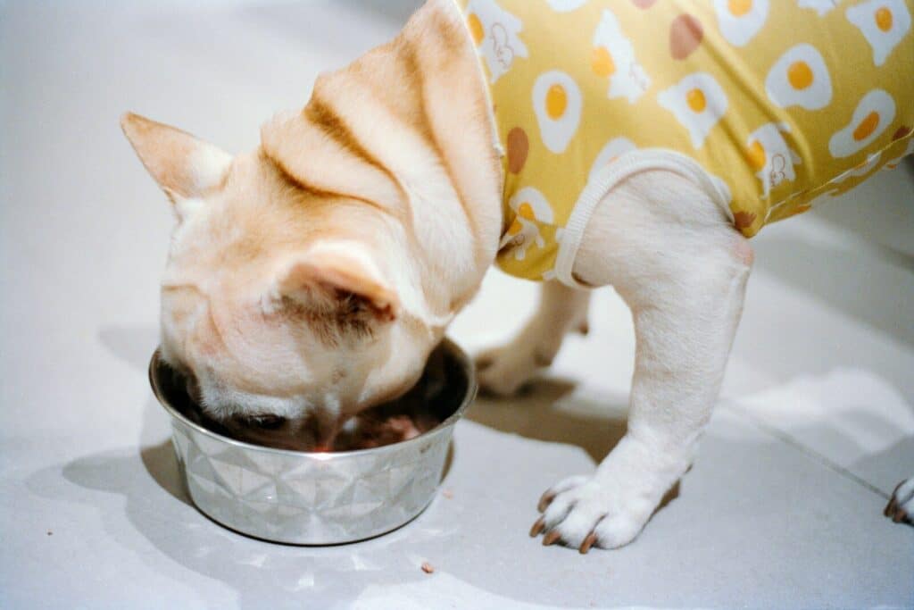 A french bulldog eating from a metal bowl.