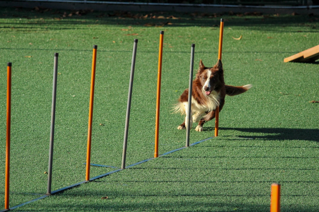 Dog Agility Provides Purposeful Physical Exercise
