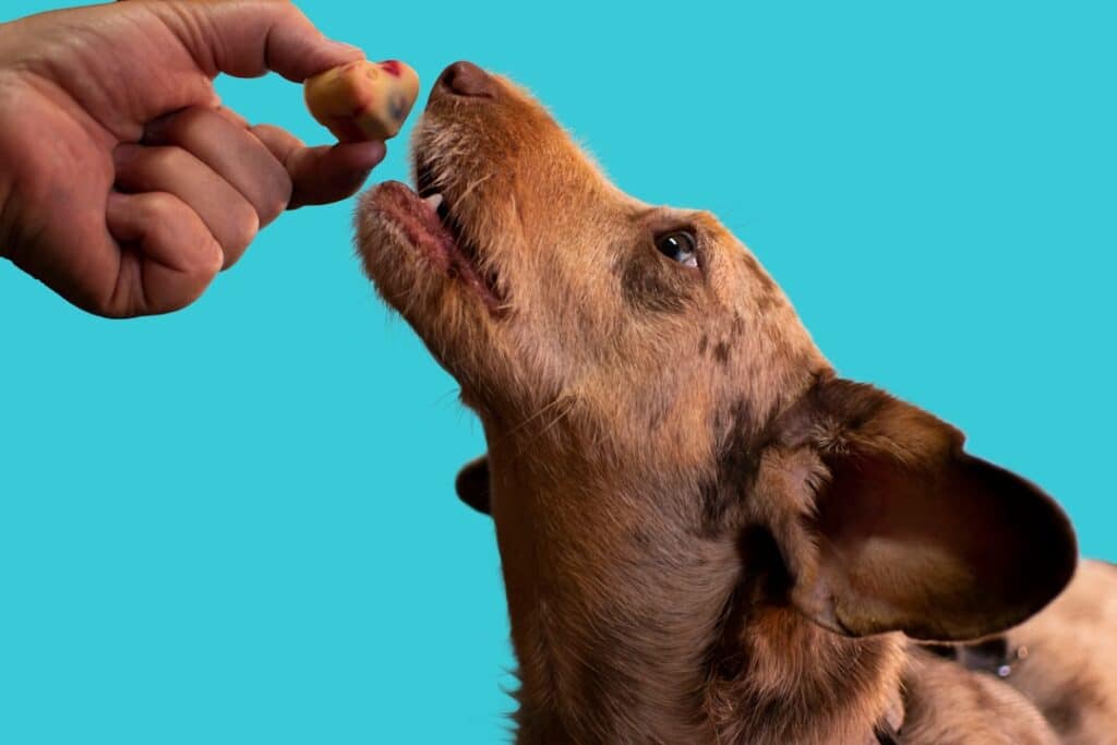 Freeze Dried Dog Treats: High Value Rewards for Training