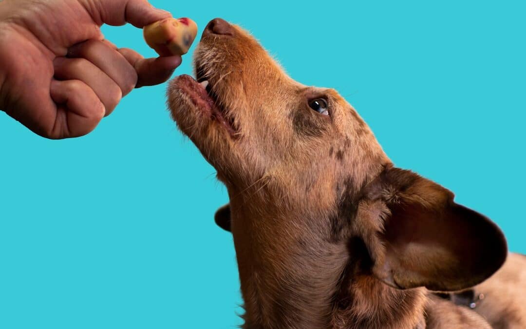 5 Best Types of Dog Treats for Training in Arlington and Alexandria