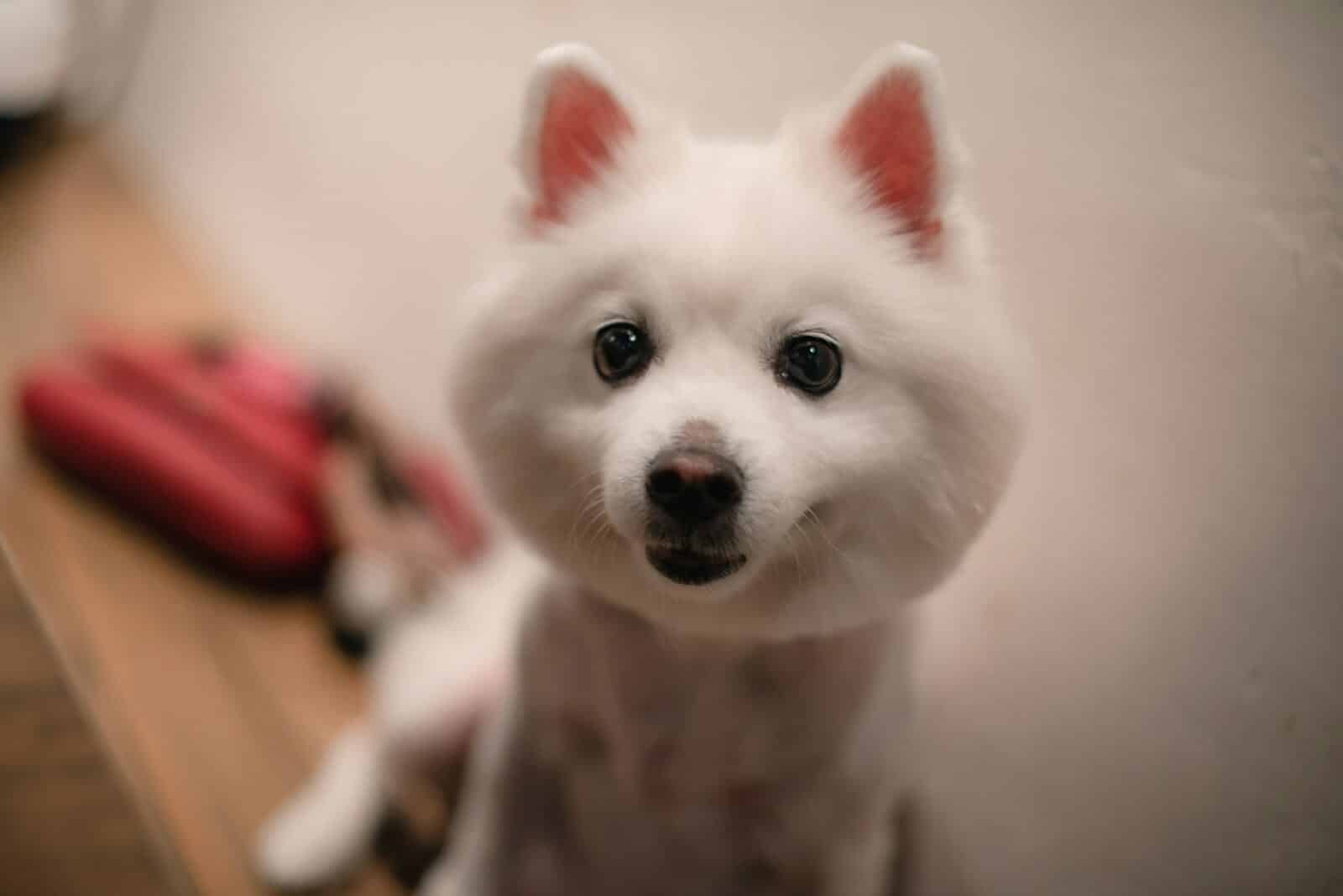 A fluffy white dog with dark eyes looks forward