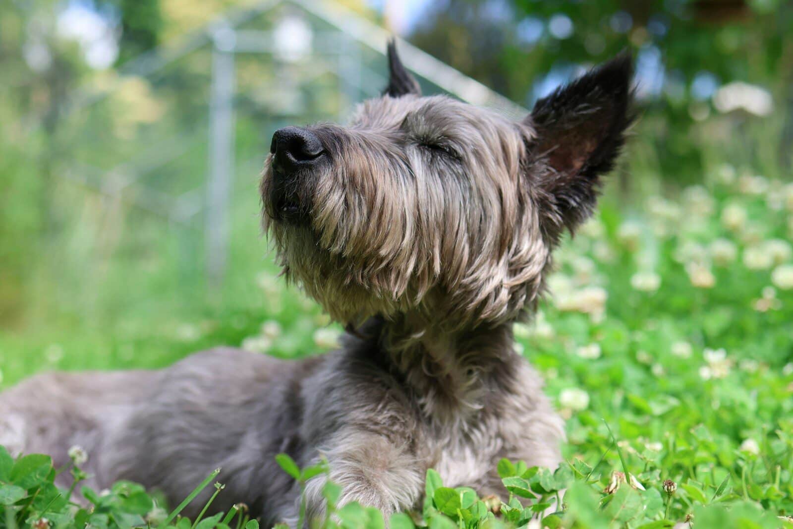 A small shaggy dog rests in green clover, looking up.