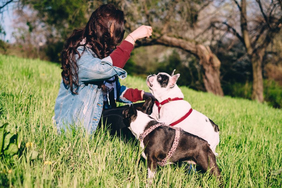 How Much Is Dog Training in the DMV?
