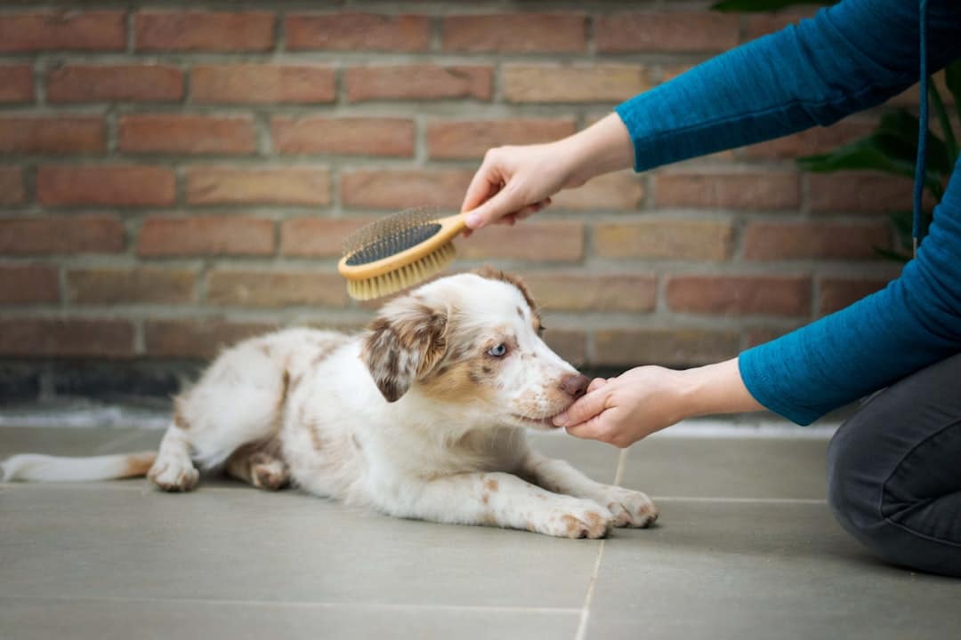 How To Stop Dog Shedding: 6 Practical Tips