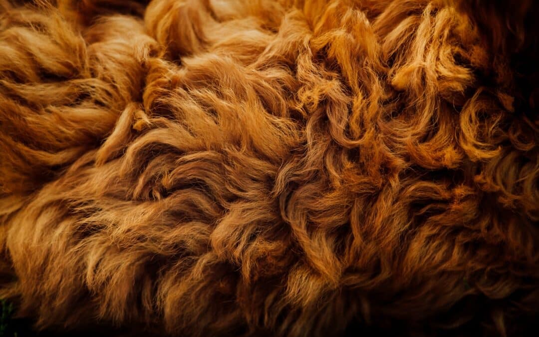 How To Stop Dog Shedding: Grooming, Nutrition, And Care Tips For DMV Dog Owners