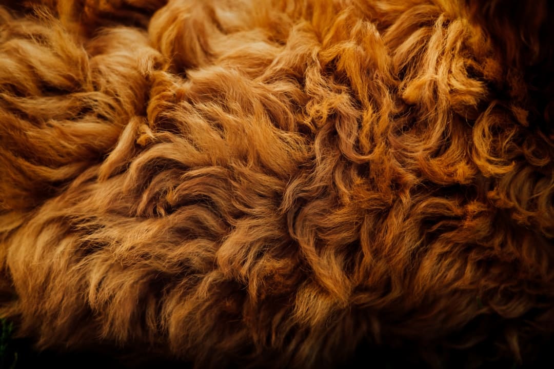 How to stop dog shedding: Why Do Dogs Shed?