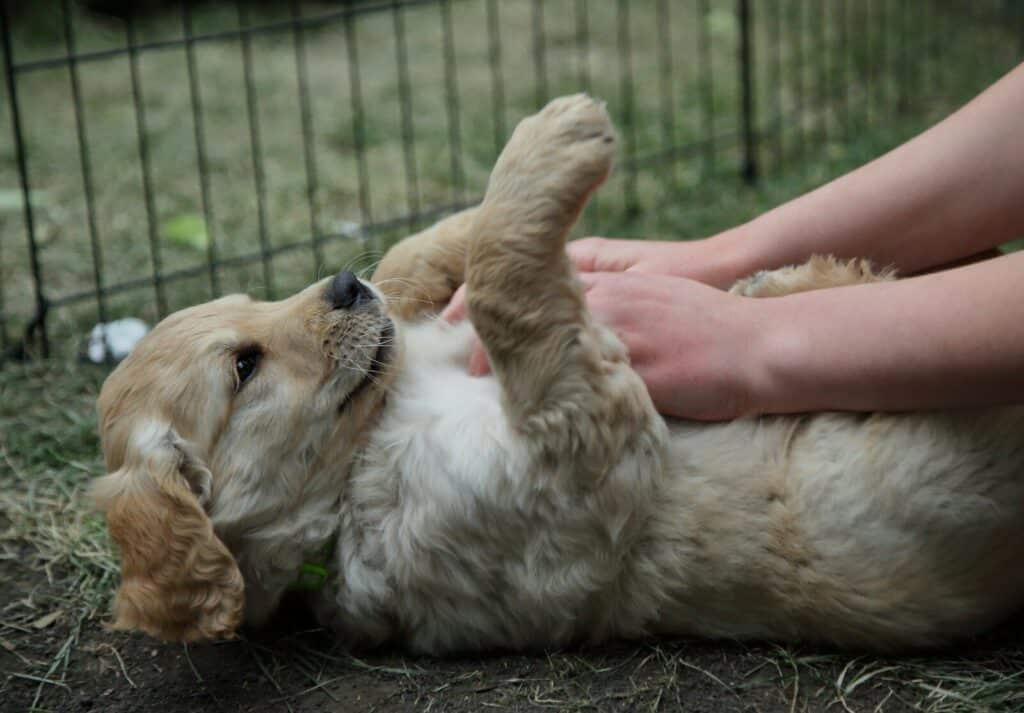 A person is petting a golden retriever puppy.