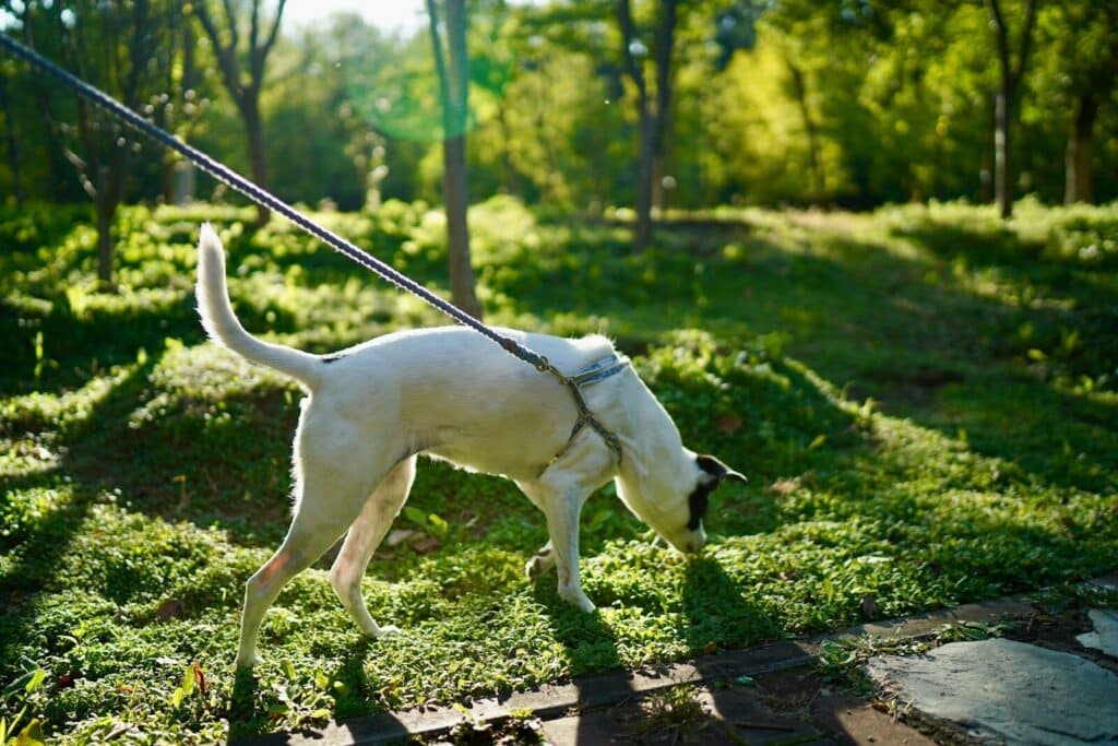 A white dog on a leash sniffing grass