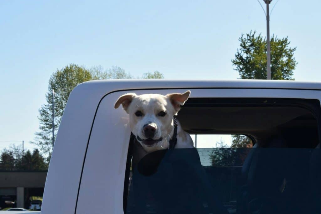 a dog sticking its head out the window of a truck
