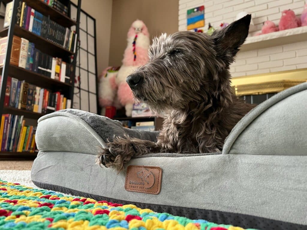 Dark scruffy dog relaxing in a grey bed.